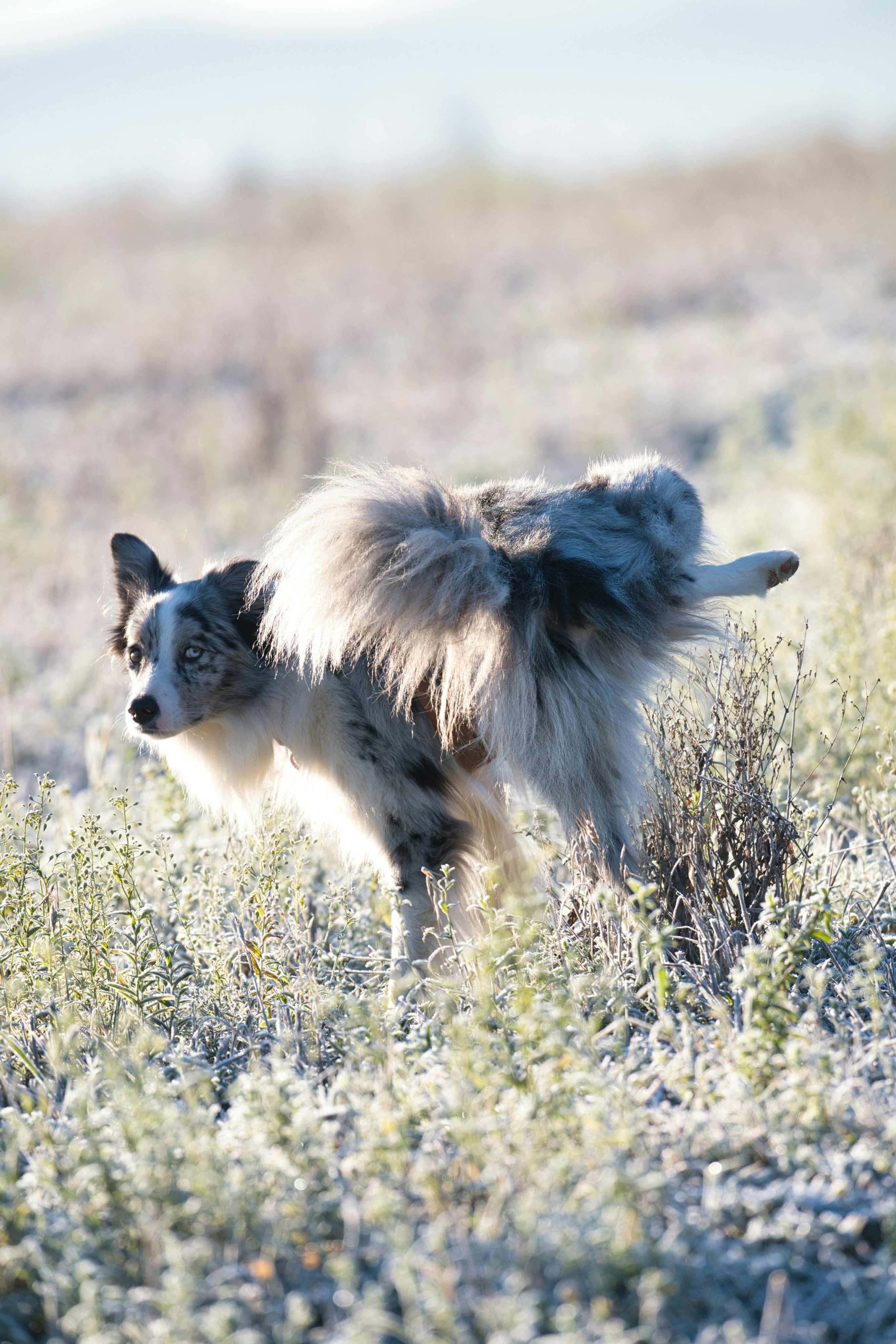 Pubertät beim Hund: Warum plötzlich nichts mehr funktioniert