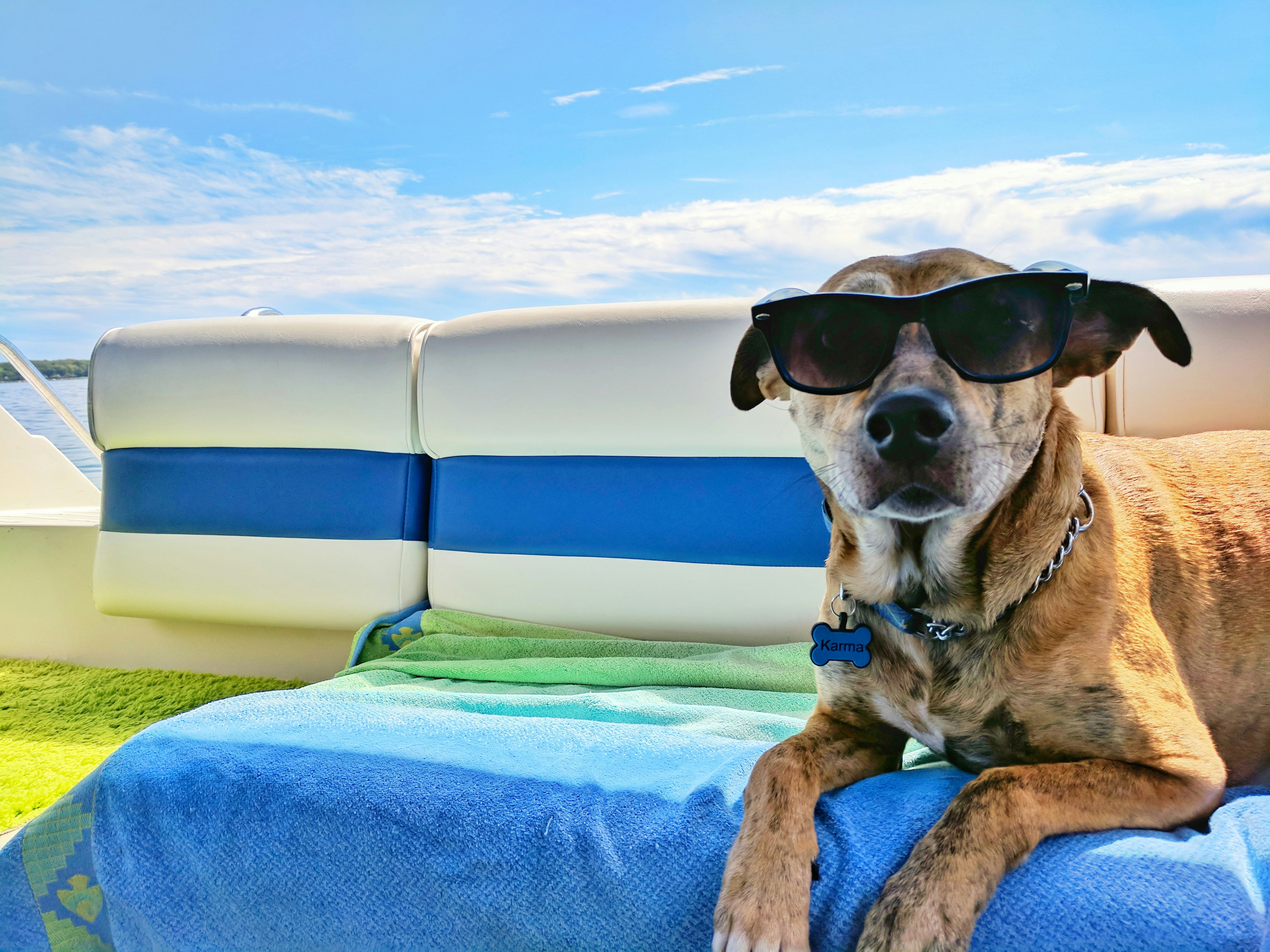 Hund und Hitze – So schützt du deinen Hund im Sommer